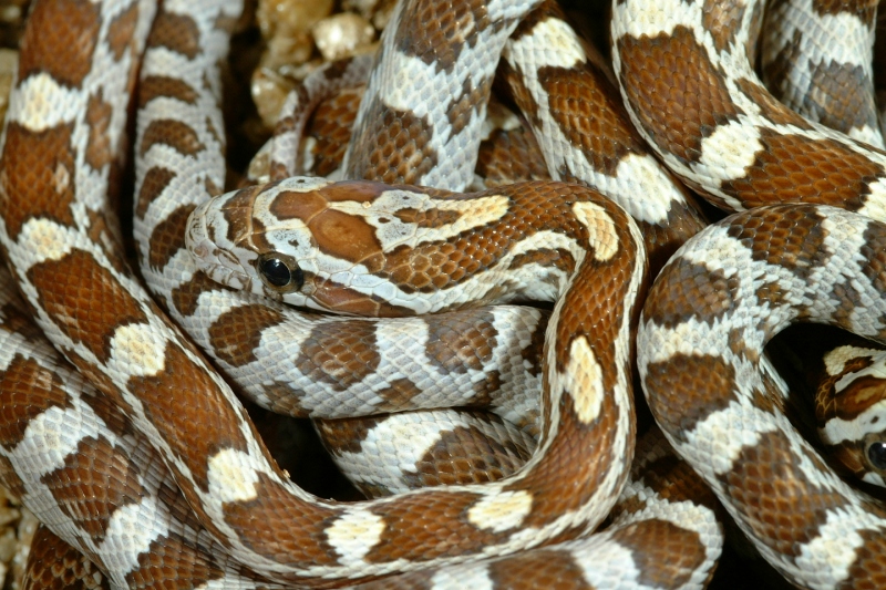 amber53.jpg