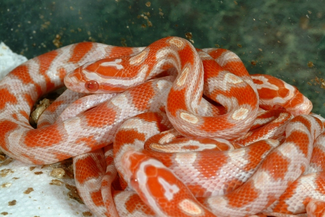 amelmilksnake89.jpg