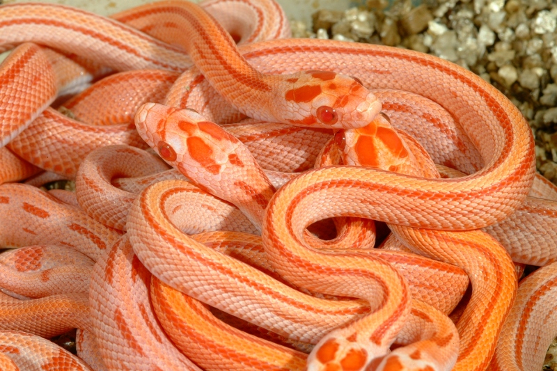 amelstripes71.jpg