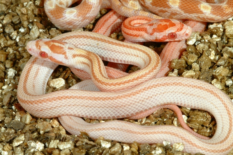 butterstripe48.jpg