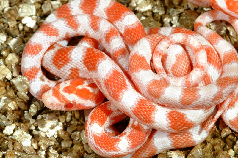 candycane45.jpg