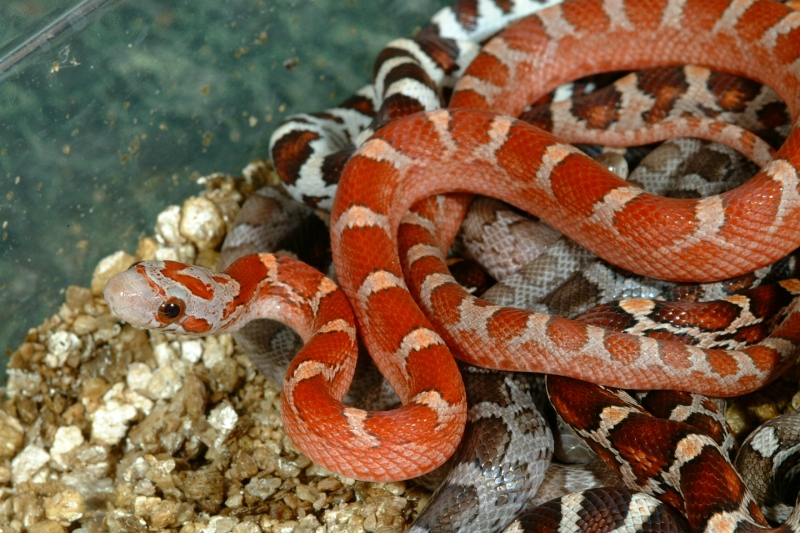 hypobloodred46.jpg