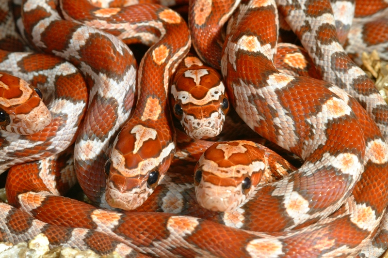 hypookeetee56.jpg
