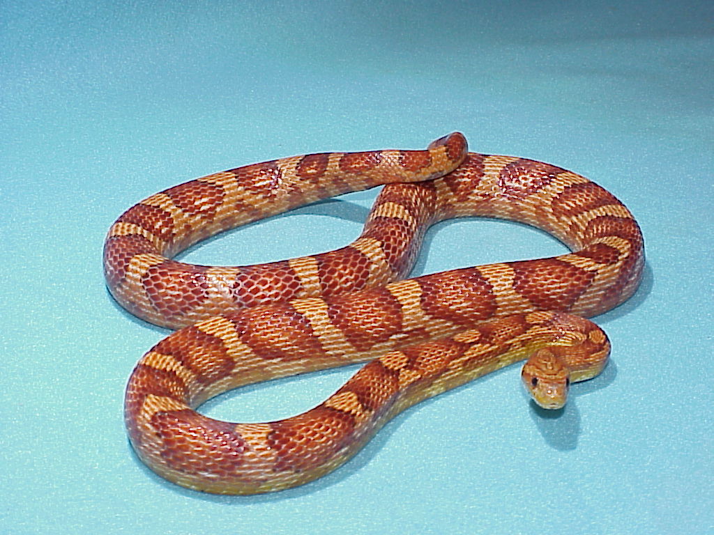 copperhead.jpg